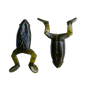 Best Toad Ever